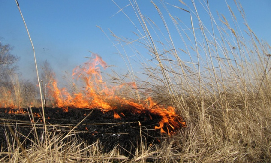 Не жгите сухую траву и пресекайте попытки поджогов
